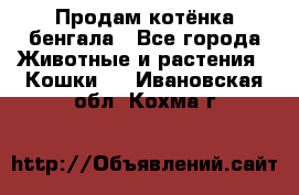 Продам котёнка бенгала - Все города Животные и растения » Кошки   . Ивановская обл.,Кохма г.